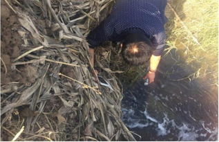 山東鄆城隨官屯鎮 洪達化工污染之下，居民健康與環境的無聲戕害